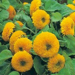 Dwarf SUNFLOWER TEDDY BEAR orange double blooms 15 seeds