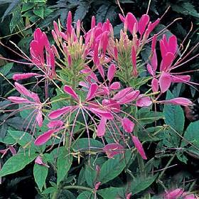 SPIDER FLOWER - CLEOME - QUEEN MIX 100+ seeds