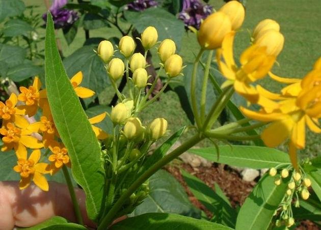ORANGE BUTTERFLY FLOWER (WEED) perennial Asclepia tuberosa 10 seeds