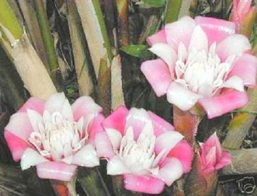 MALAY ROSE ETLINGERA VENUSTA porcelaine ginger 10 seeds