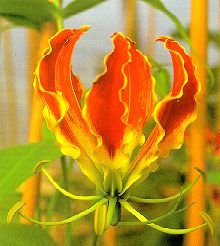 CLIMBING GLORY LILY Gloriosa rothschildiana 100 seeds