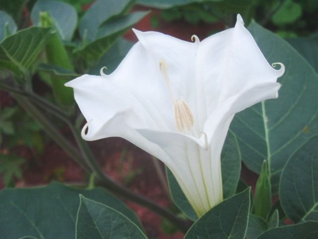 DATURA MIX purple white and yellow 50 seeds