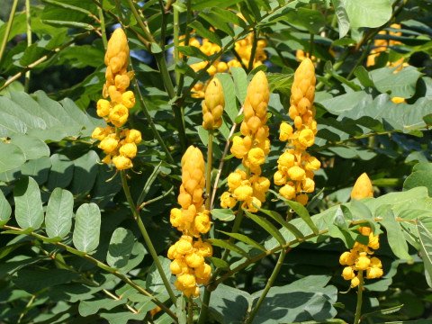 CANDLEBUSH GUAJAVA CASSIA ALATA 10 seeds