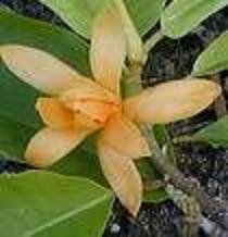 MICHELIA CHAMPACA JOY PERFUME TREE 10 seeds