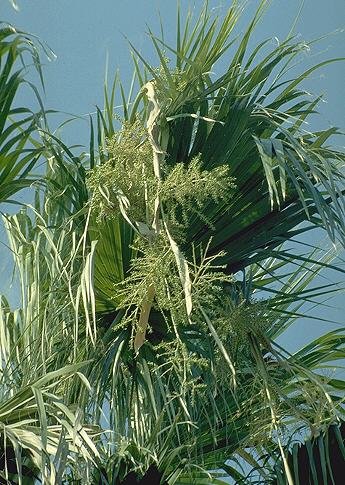 BULK MEXICAN FAN PALM WASHINGTONIA ROBUSTA 100 seeds