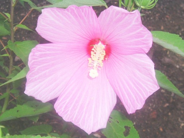 HARDY SWAMP HIBISCUS MOSCHEUTOS bright pink 20 seeds