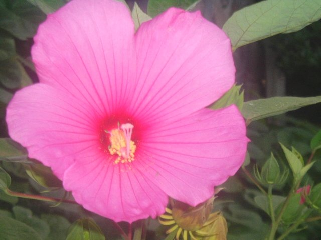HARDY SWAMP HIBISCUS MOSCHEUTOS dark pink 20 seeds