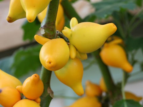 TITTY FRUIT Solanum mammosam spectacular look 100 seeds
