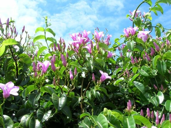 RUBBER VINE CRYPTOSTEGIA MADAGASCARIENSIS 10 seeds