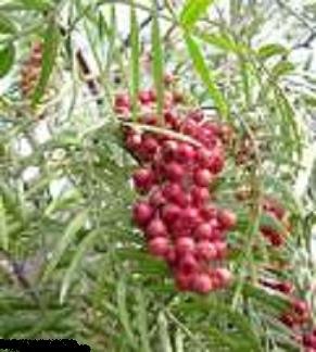 BULK CALIFORNIA PEPPER TREE Schinus molle 100 seeds