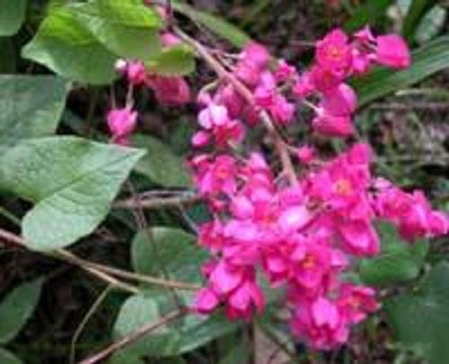 CHINESE LOVE VINE ANTIGONON LEPTOPUS 10 seeds