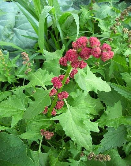 NARANJILLA Solanum quitoense tropical fruit 10 seeds