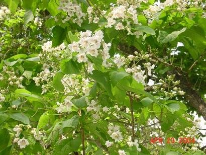 SOUTHERN CATALPA BIGNONIOIDES Caterpillar tree 20 seeds