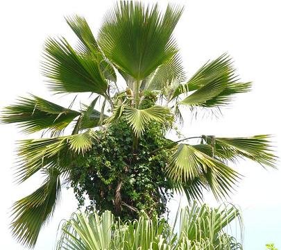 FIJI FAN PALM - PRITCHARDIA PACIFICA 10 seeds