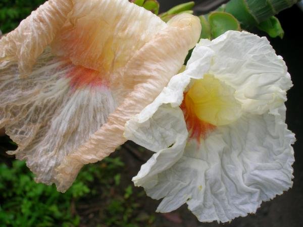 BULK CREPE GINGER Costus speciosus attractive shrub 50 seeds