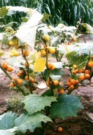 BULK COCONA Solanum topiro exotic delicious fruit 100 seeds