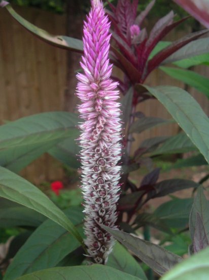 COCKSCOMB - Celosia Flamingo purple 200+ seeds