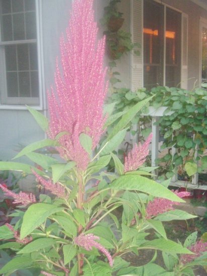 COCKSCOMB - Celosia Argentea 100+ seeds
