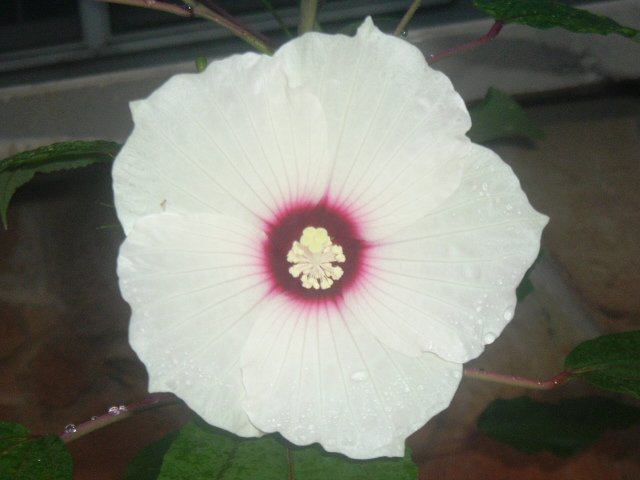 HARDY SWAMP HIBISCUS MOSCHEUTOS white 20 seeds