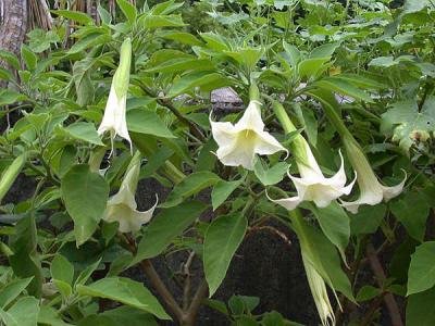 BULK BRUGMANSIA ARBOREA Tree Angel's trumpet 100 seeds