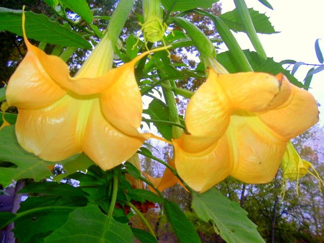 BRUGMANSIA Suaveolens peach Angel trumpet 10 seeds