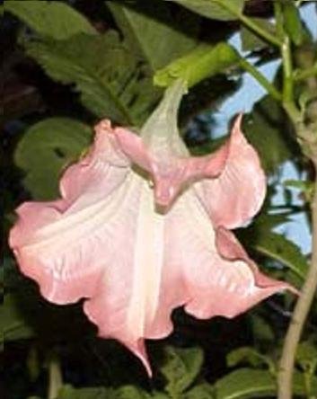 BRUGMANSIA Suaveolens pink Angel's trumpet 10 seeds