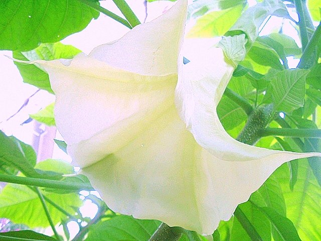 BRUGMANSIA Suaveolens white Angel trumpet 10 seeds