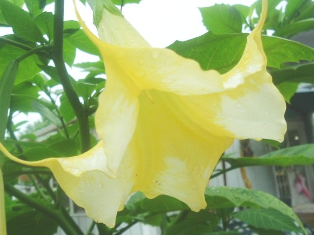 BRUGMANSIA Suaveolens white/yellow Angel's trumpet 10 seeds