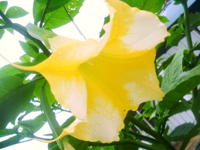 BULK BRUGMANSIA Suaveolens white/yellow Angel's trumpet 100 seeds