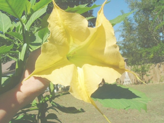 BULK BRUGMANSIA Suaveolens yellow Angel's trumpet 100 seeds