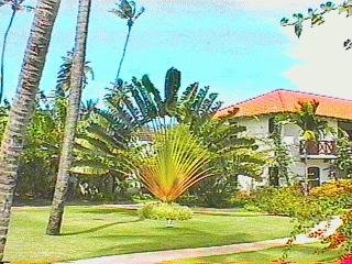 TRAVELERS PALM Ravenala madagascariensis 10 seeds