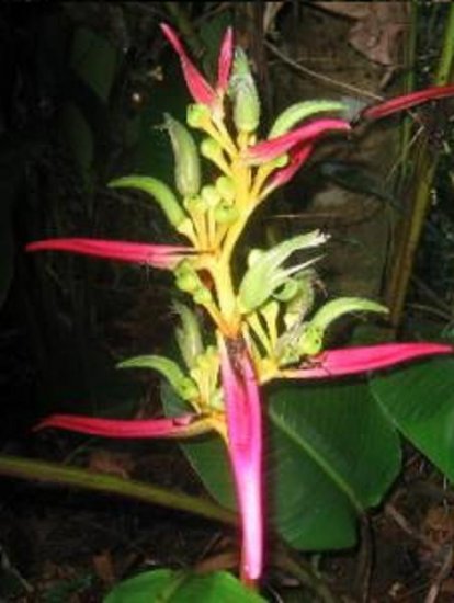 Heliconia aemygdiana, broad banana leaves 50 seeds