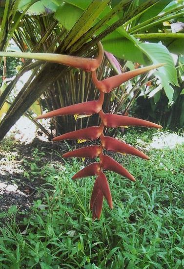 Heliconia sclerotricha 50 seeds