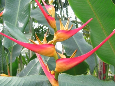 Heliconia latispatha, golden lobster claw 10 seeds