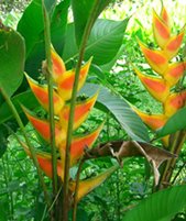 Heliconia wagneriana, Easter helioconia 50 seeds