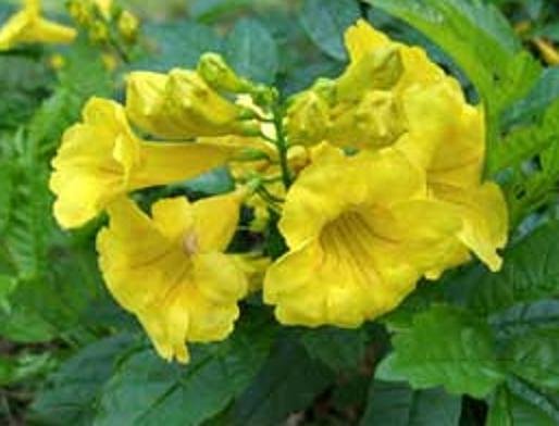 BULK YELLOW BELLS TRUMPET FLOWER TECOMA STANS 100 seeds