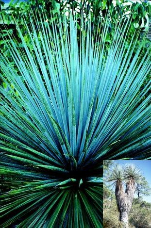 NOLINA NELSONII, NELSONS'S BLUE BEAR GRASS 10 seeds