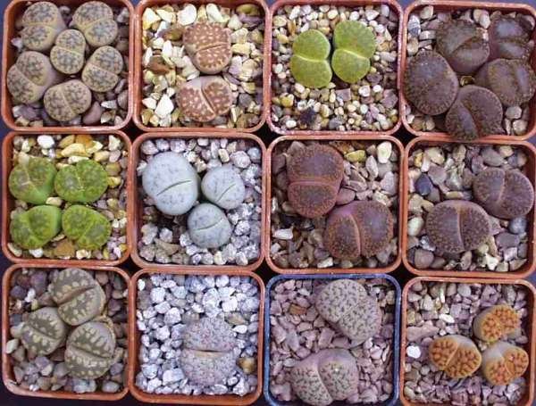 LITHOPS, LIVING STONE stones COLLECTION 100+ seeds