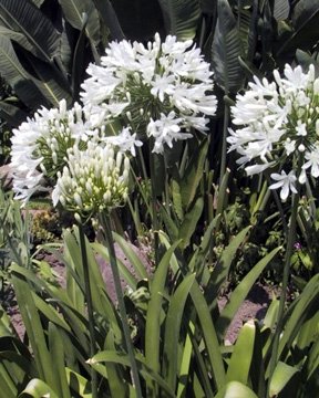 BULK AGAPANTHUS GETTY WHITE white African Lily 100 seeds