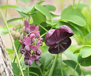 CHOCOLATE VINE AKEBIA TRIFOLIATA 10 seeds