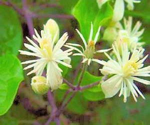 White CLEMATIS VITALBA evergreen fully hardy 20 seeds