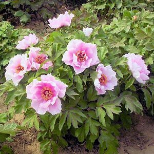 BULK PAEONIA SUFFRUTICOSA Tree peony pink cloud 100 seeds