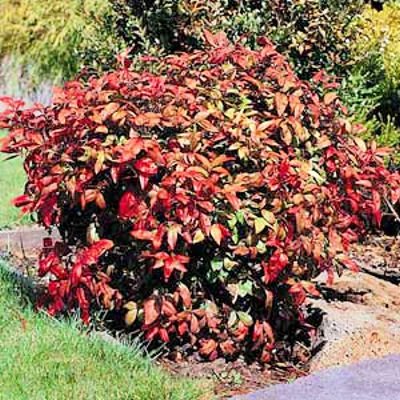 Heavenly Bamboo, Nandina domestica 20 seeds