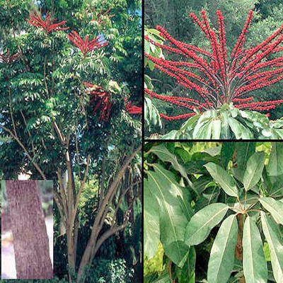 Schefflera Actinophylla, Umbrella Tree, Octopus plant 75 seeds