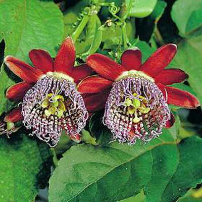 PASSIFLORA ALATA red fragrant granadilla 10 seeds