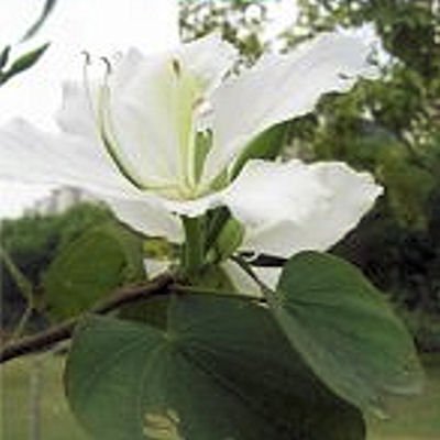 BULK WHITE ORCHID TREE Love tree Bauhinia alba 100 seeds