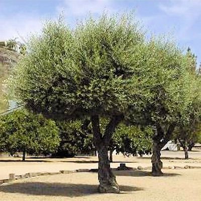 EUROPEAN OLIVE TREE - OLEA EUROPAEA perfect as bonsai 10 seeds