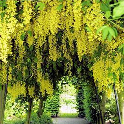 BULK GOLDEN CHAIN TREE - LABURNUM ANAGYROIDES 100 seeds