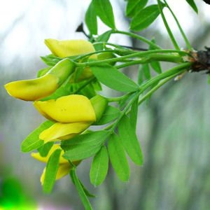SIBERIAN PEASHRUB - CARAGANA ARBORESCENS 10 seeds