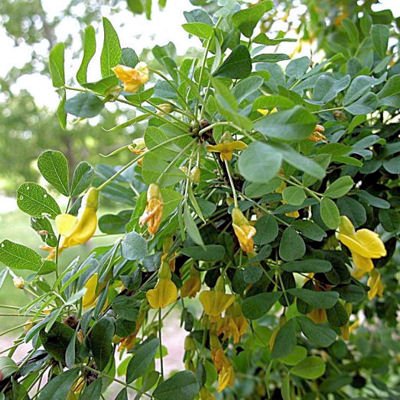 BULK SIBERIAN PEASHRUB - CARAGANA ARBORESCENS 100 seeds